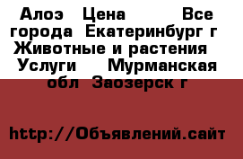 Алоэ › Цена ­ 150 - Все города, Екатеринбург г. Животные и растения » Услуги   . Мурманская обл.,Заозерск г.